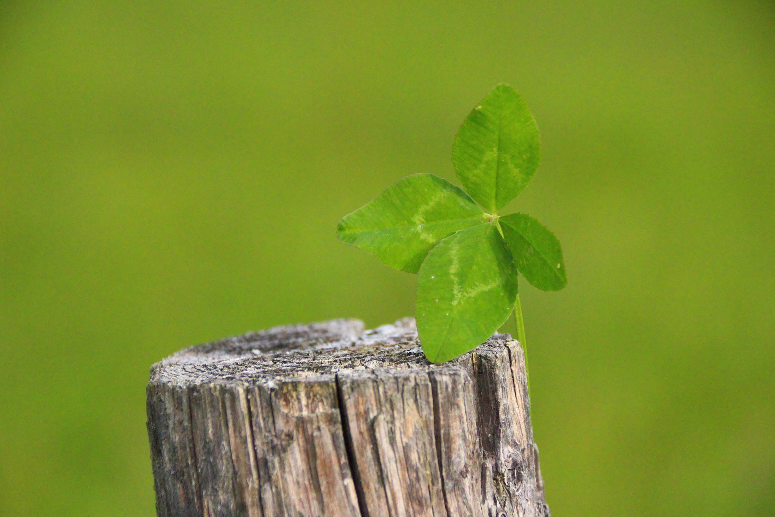 Glück gefunden in Österreich